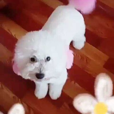 白色的忠誠 我與大白寵物的溫暖時光