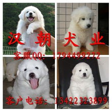 廣州純種狗購買指南 如何找到靠譜的大白熊犬
